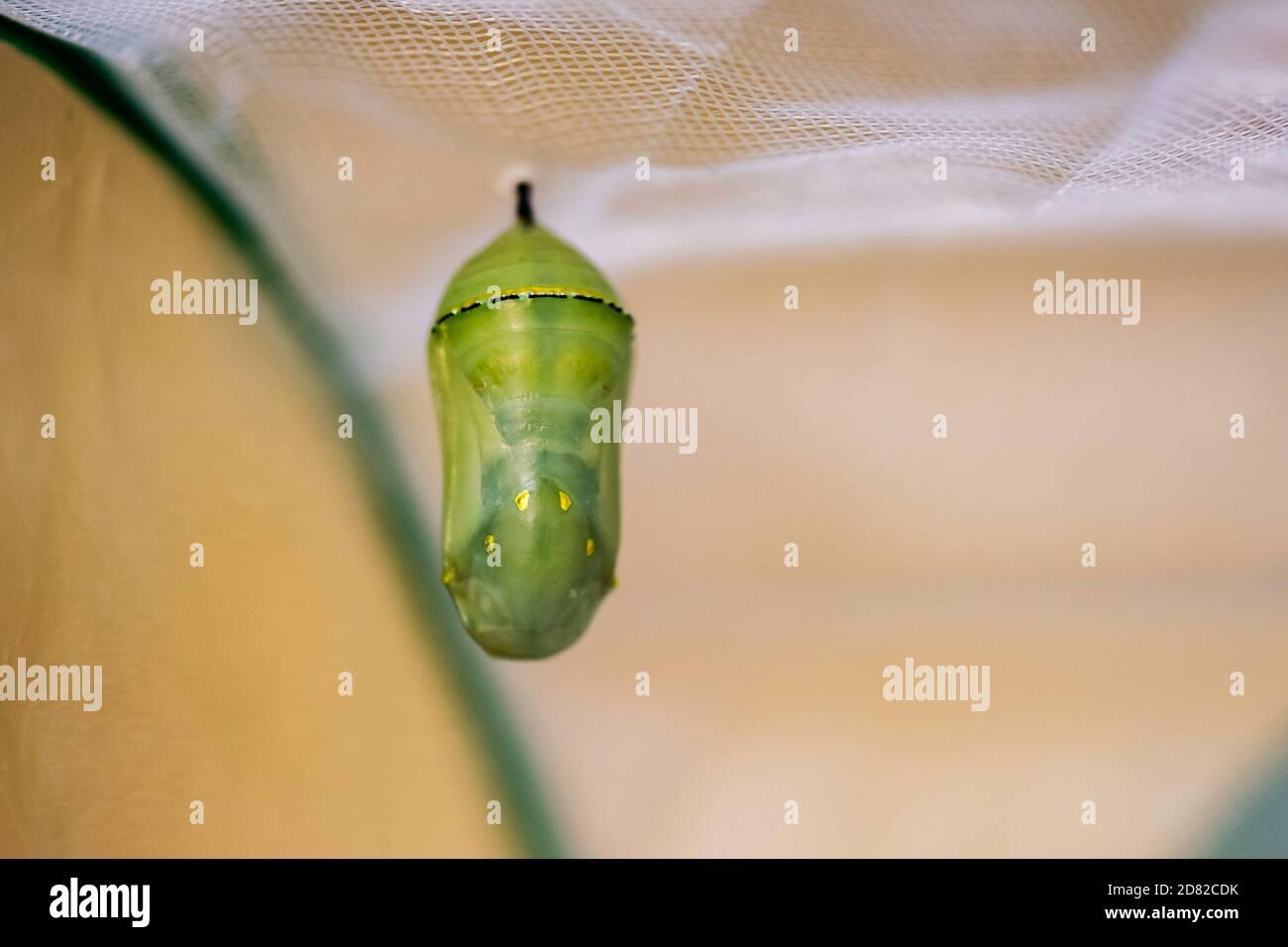 Monarch butterfly, Danaus plexippus, green chrysalis hanging from its  cremaster from the top of a butterfly cage. Kansas, USA. Stock Photo