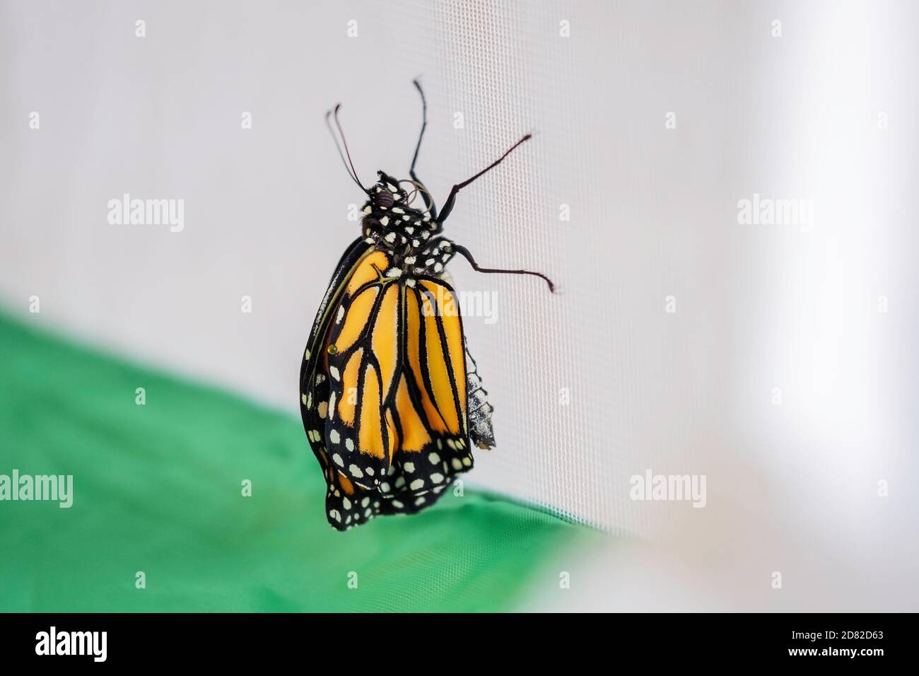 Monarch butterfly, Danaus plexippus. Newly emerged or enclosed from a chrysalis hand raised indoors inside a butterfly cage. Kansas, USA. Stock Photo