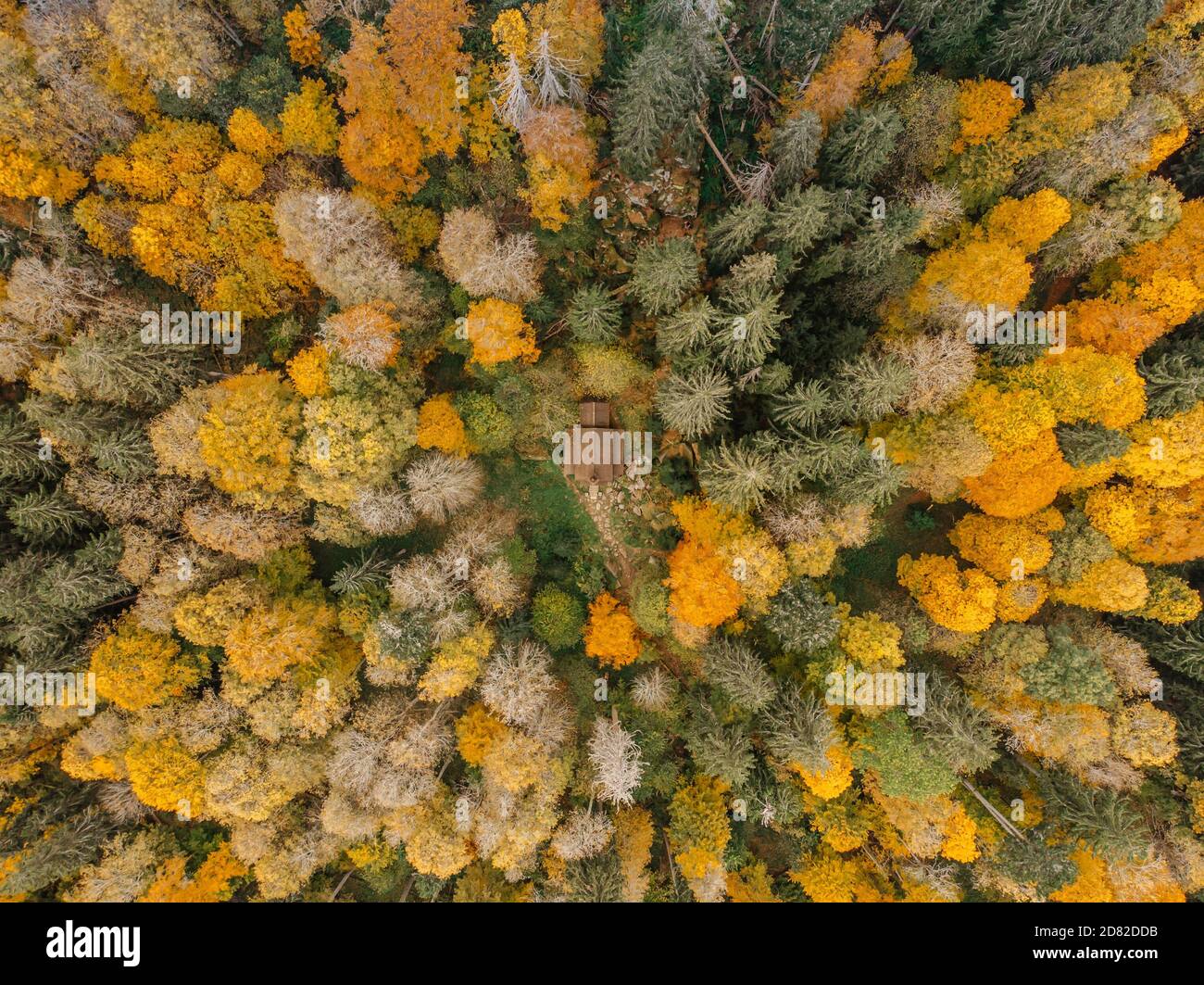 Fall forest landscape view from above. Colorful nature background. Autumn forest aerial drone view.Idyllic fall scenery from a birds eye view.Trees Stock Photo