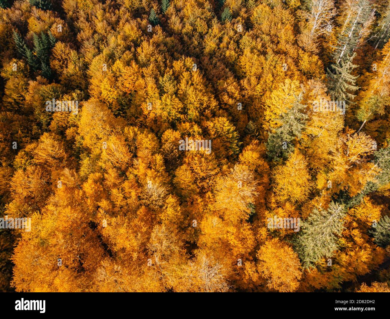 Fall forest landscape view from above. Colorful nature background. Autumn forest aerial drone view.Idyllic fall scenery from a birds eye view.Trees Stock Photo