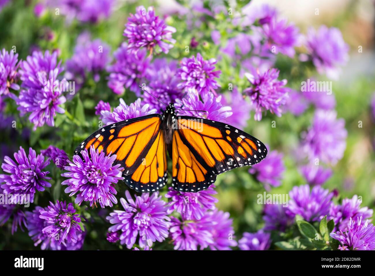A male Monarch butterfly, Danaus plexippus, shortly after emerging, or enclosing. It's wings are not yet fully inflated. Kansas, USA. Stock Photo