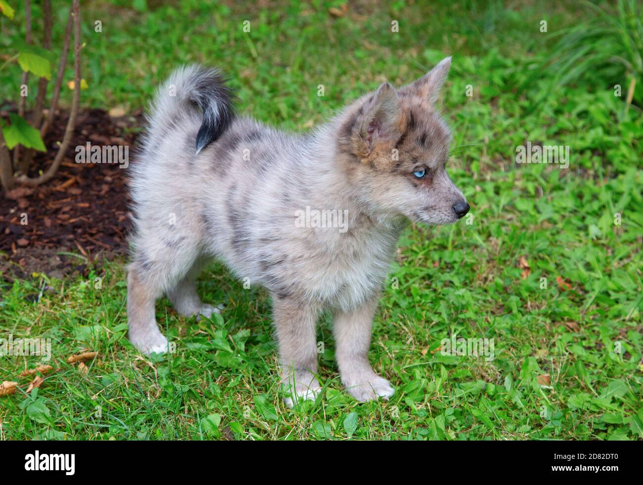 Adorable blue eyed Pomsky puppy. Pomsky is an artificial breed, mix of the  Siberian Husky and Pomeranian Stock Photo - Alamy
