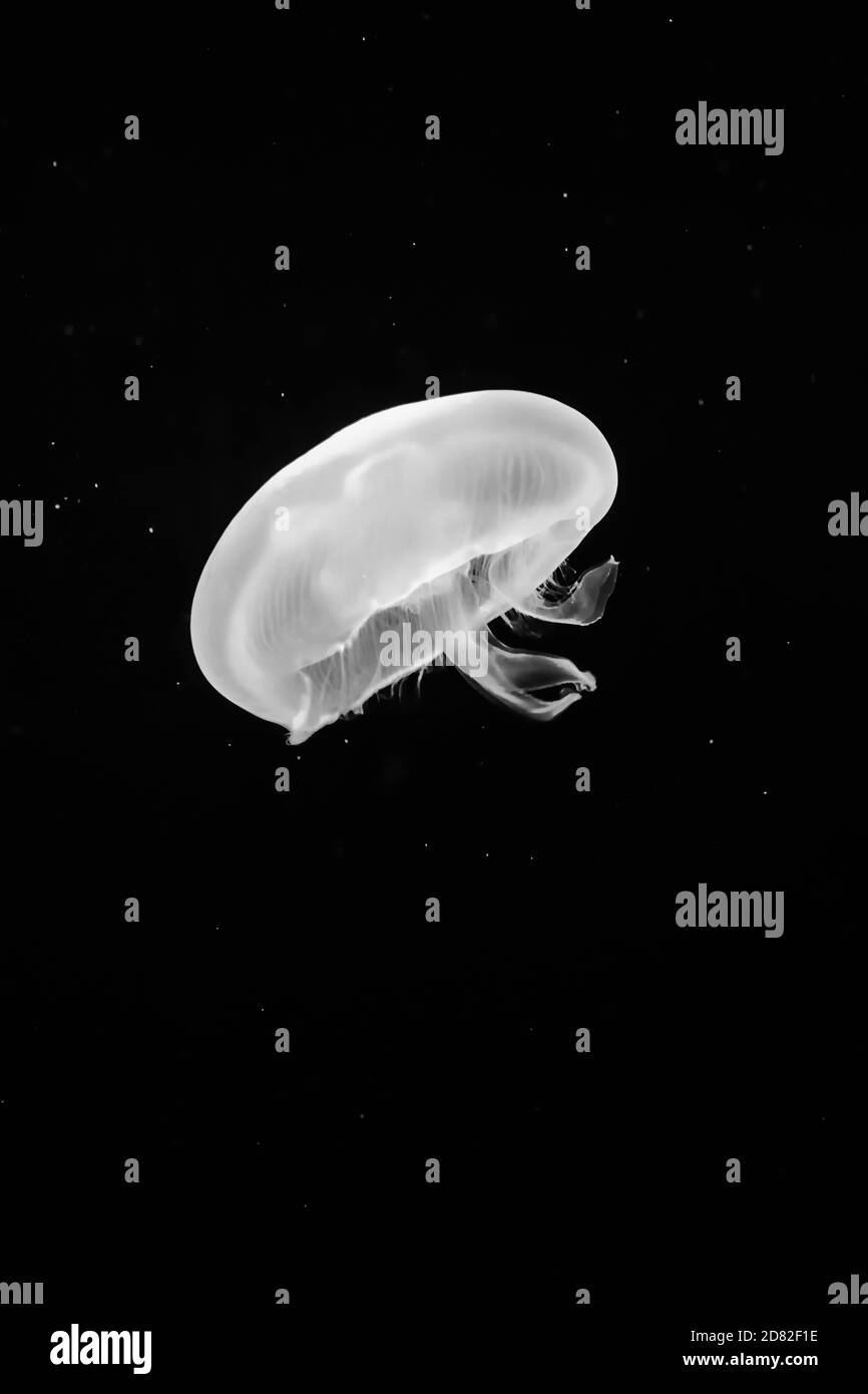 white jellyfish in water with black background Stock Photo Alamy