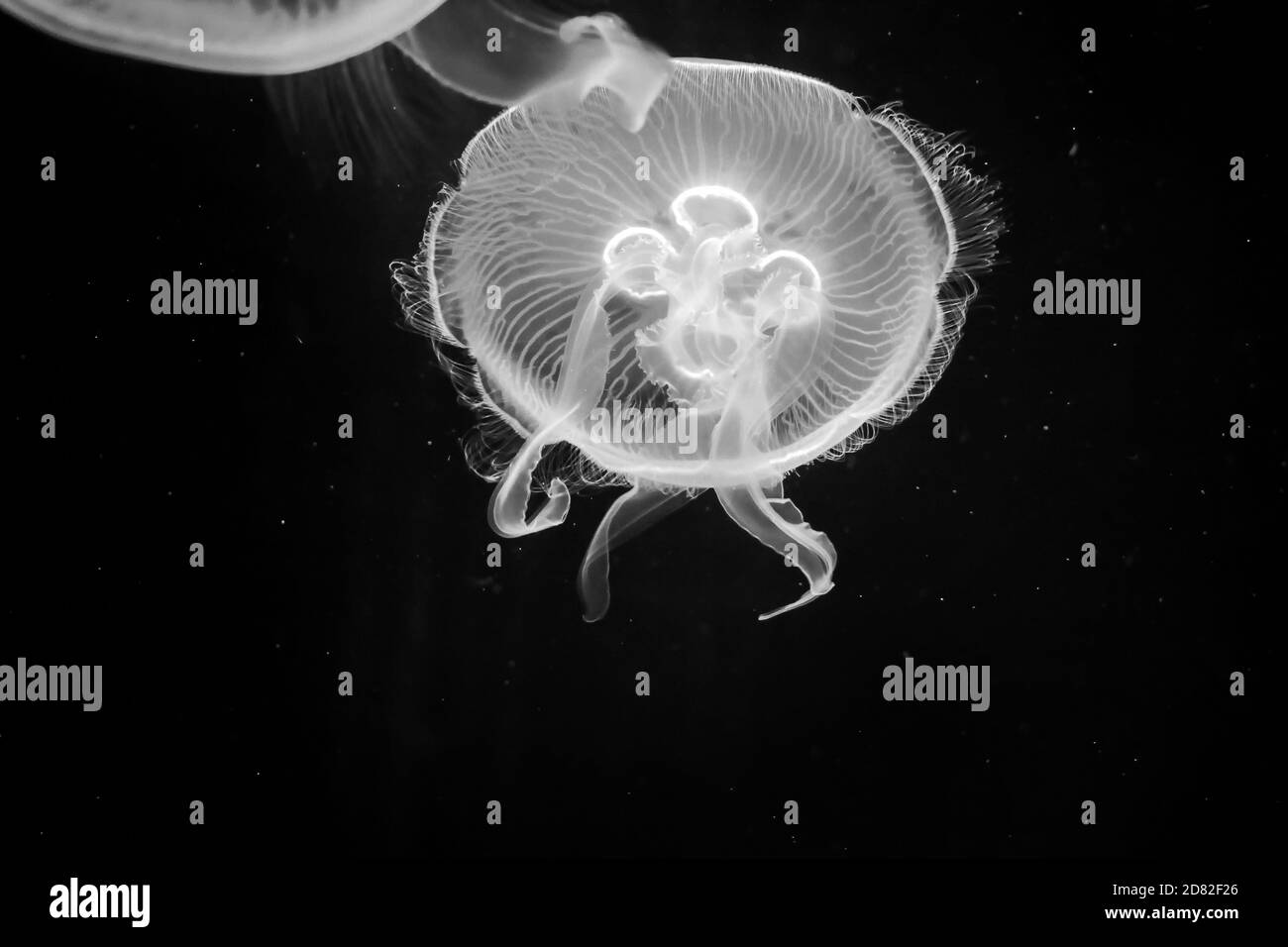 white jellyfish in water with black background Stock Photo