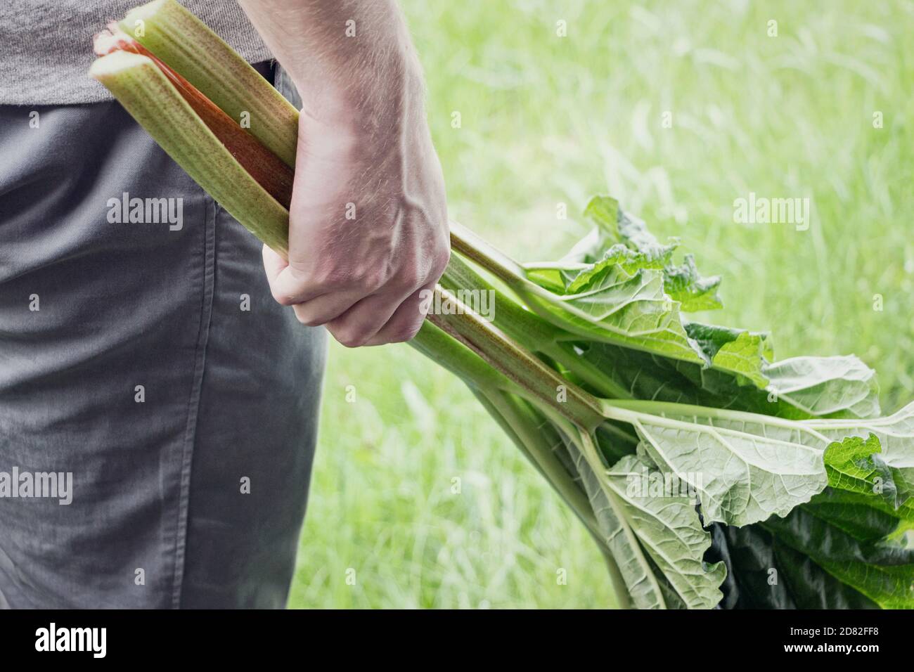 man holding fresh rhubarb stalk in hand Stock Photo