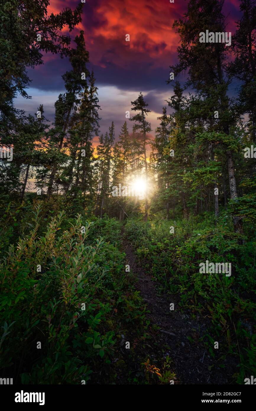 Beautiful Hiking Trail in the woods and Canadian Nature Stock Photo - Alamy