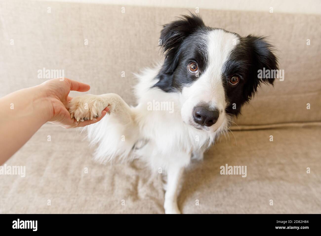 Funny portrait of puppy dog border on couch giving paw. Dog paw and human hand doing Owner training trick with dog friend at home indoors. friendship love support team