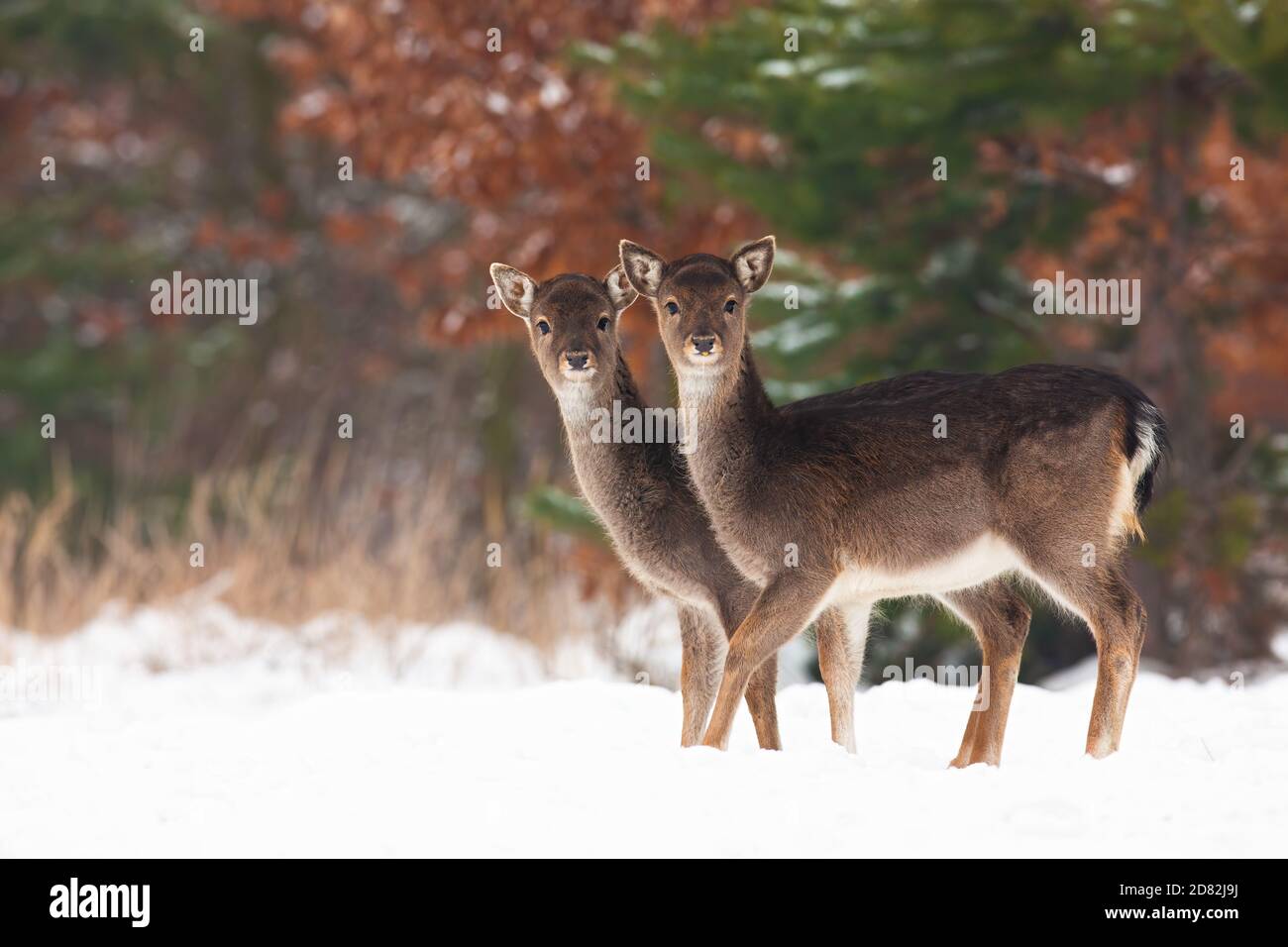Young fallow deer siblings standing on field in winter. Stock Photo