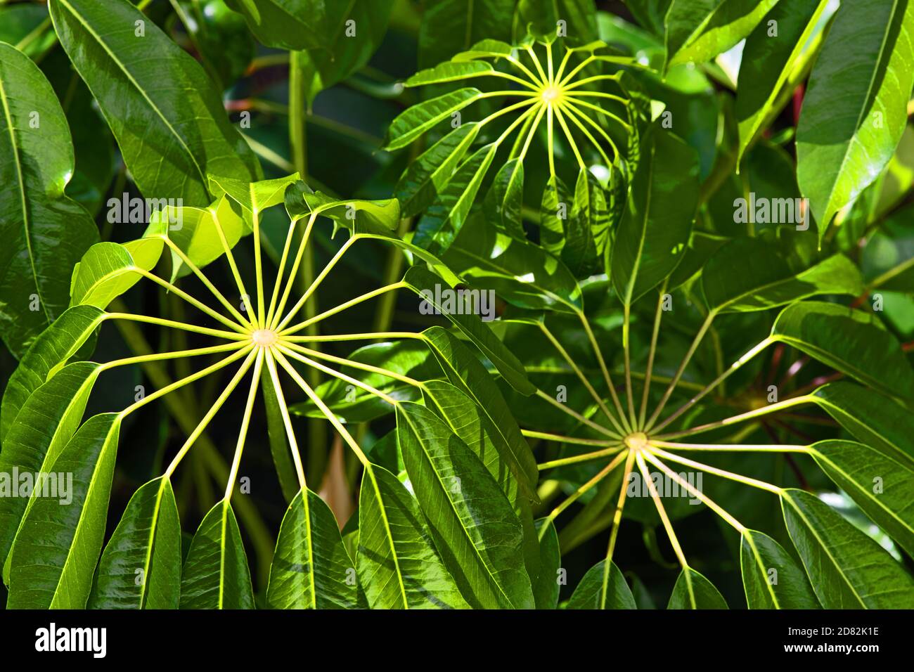 Umbrella plant hires stock photography and images Alamy