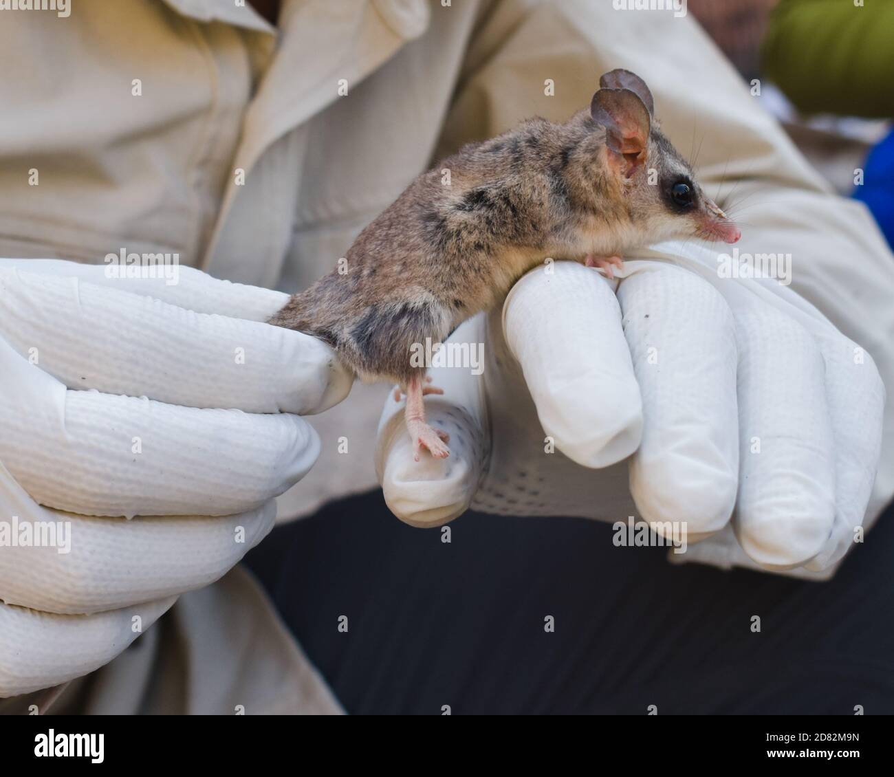 Ecologic conservation: Marsupial manipulation in mediterranean forest, Chile. Stock Photo