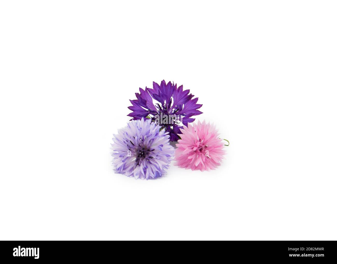 pretty cornflowers pink blue and purple   isolated on a white background Stock Photo