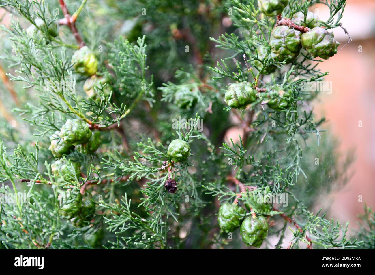 Conifer Tree (Cupressus sempervirens) Seeds in Garden Hook Norton Oxfordshire England uk Stock Photo