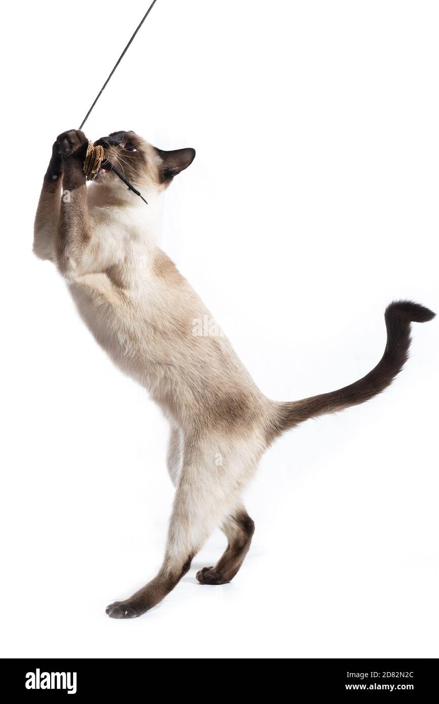 The cat stands on its hind legs on a white background Stock Photo Alamy
