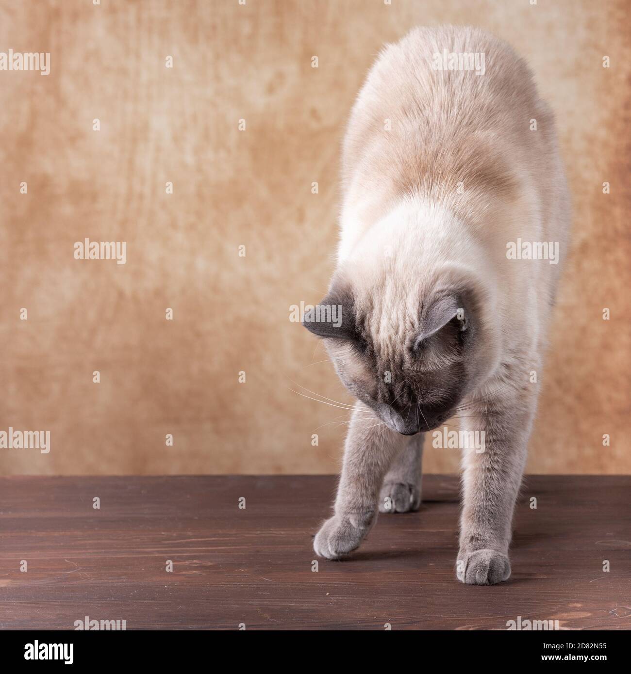 Slender Thai cat on a brown vintage shabby background. Stock Photo
