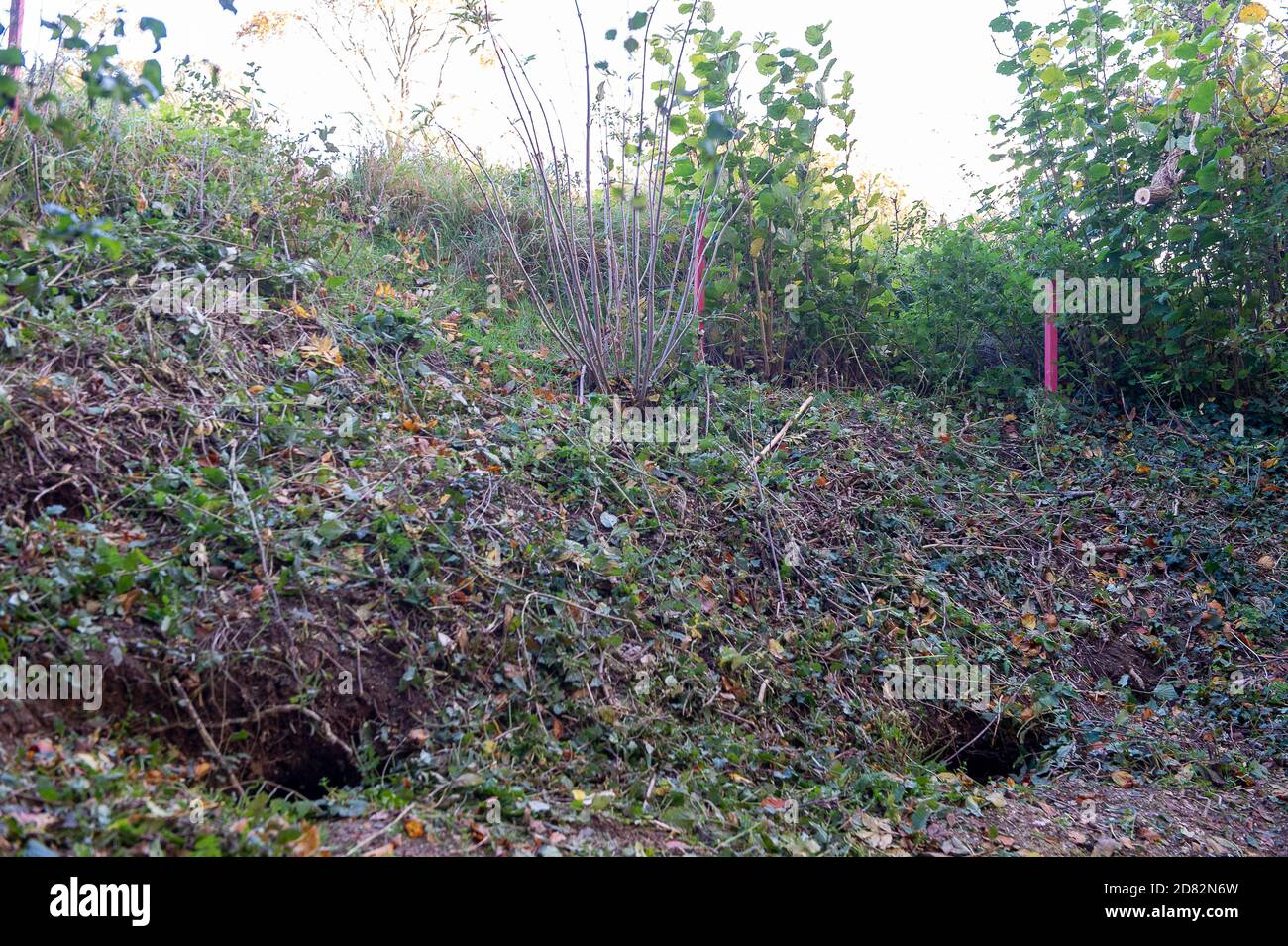Wendover, Aylesbury Vale, UK. 26th October 2020. HS2 contractors were today strimming hedgerows but only around numerous entrances to badger setts on a public footpath and fields that adjoin land that HS2 have now compulsorily purchased on Durham Farm. Some of the entrances to the badger setts had previously been wired over. Grave concerns have been raised by anti HS2 environmental campaigners about the hugely detrimental impact that the construction of the HS2 High Speed Rail from London to Birmingham is having upon wildlife. Credit: Maureen McLean/Alamy Live News Stock Photo