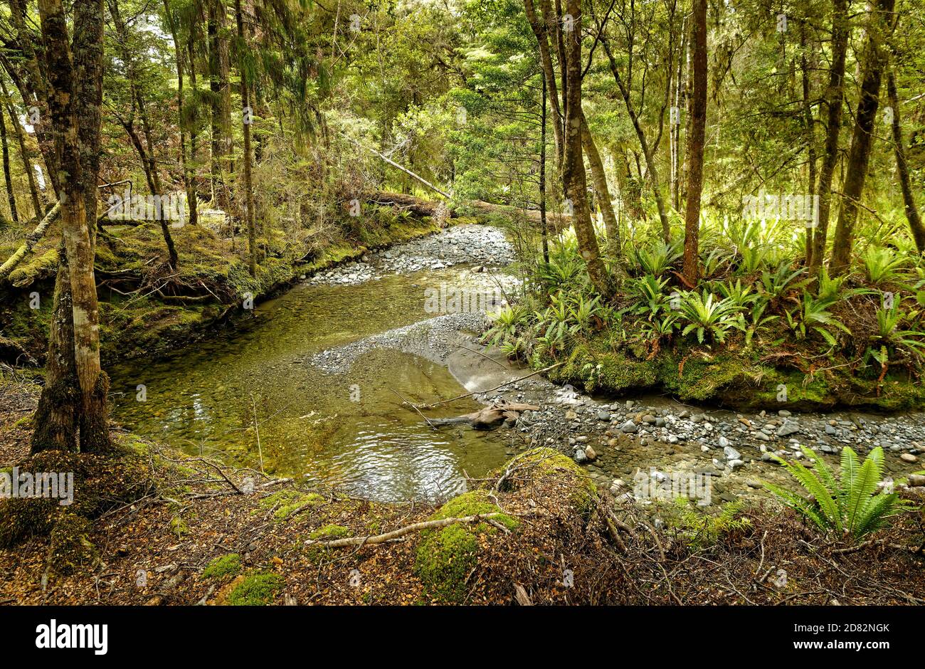 Landscape New Zealand - National Park Fiordland, South Island, beautiful mountain, forest and fiord sceneries. Stock Photo