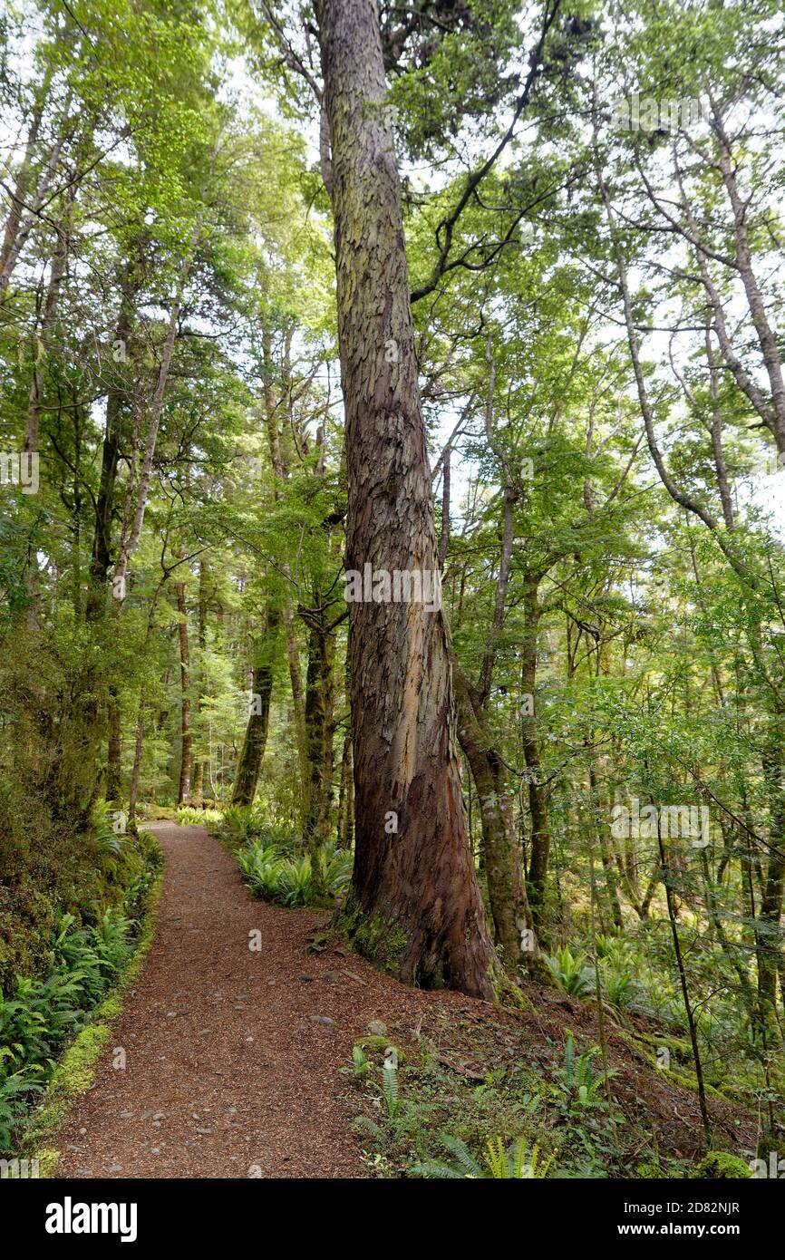 Landscape New Zealand - National Park Fiordland, South Island, beautiful mountain, forest and fiord sceneries. Stock Photo