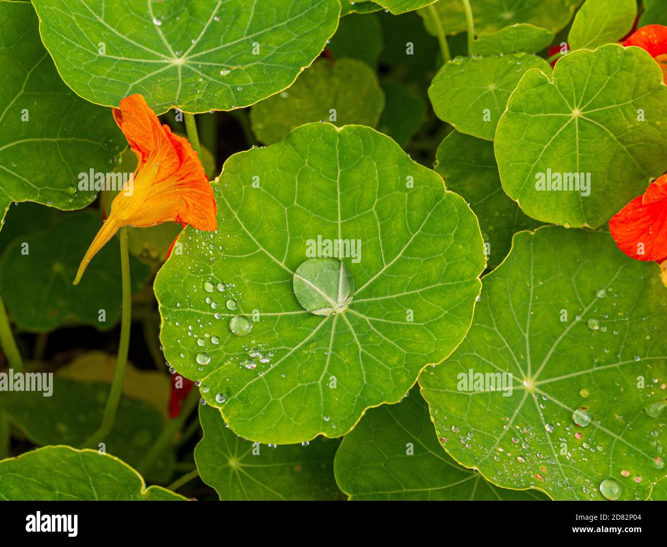 Closeup of water droplets on nasturtium leaves growing in a UK garden. Stock Photo