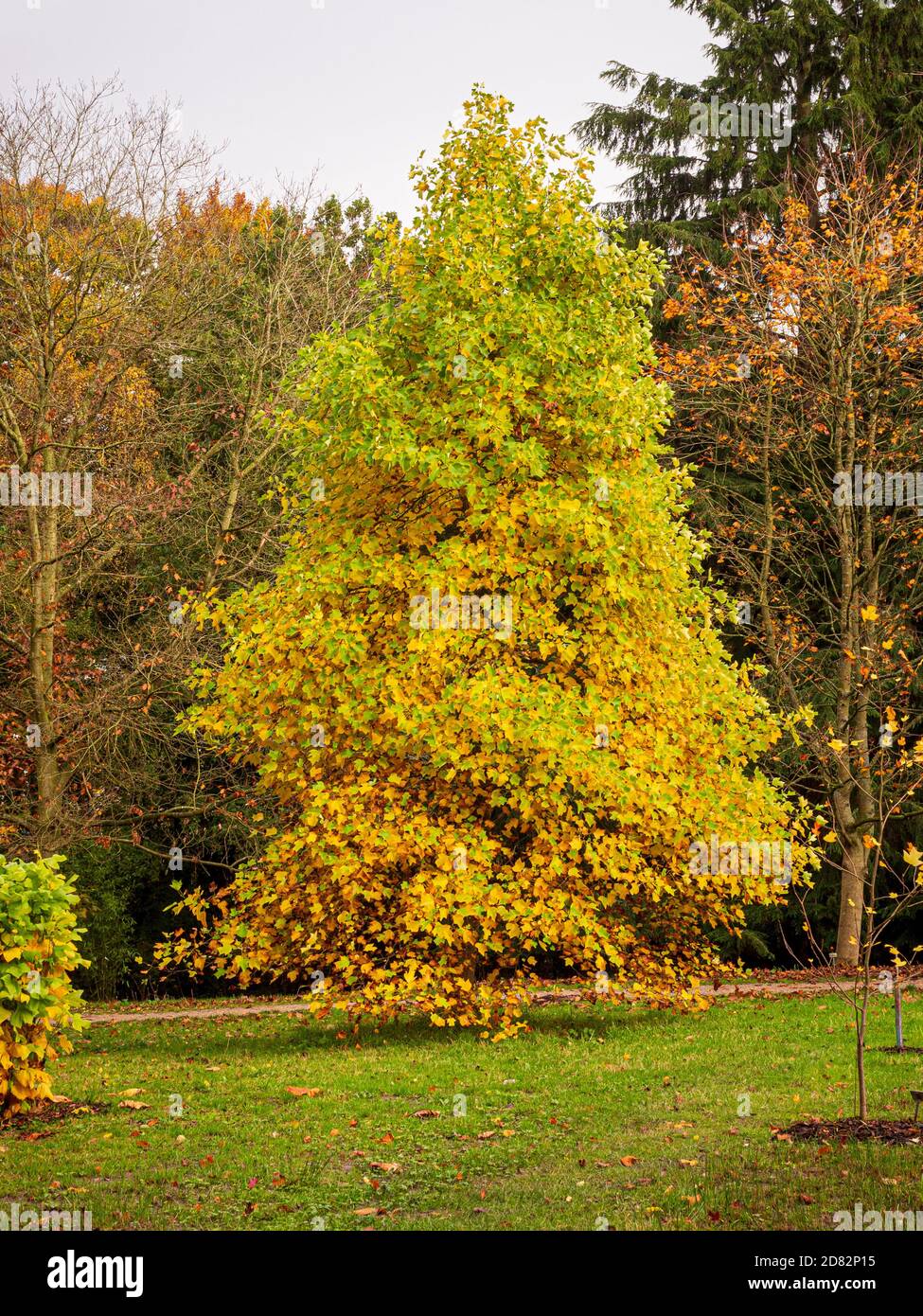 Tulip trees with their leaves turning yellow in autumn. Harlow Carr