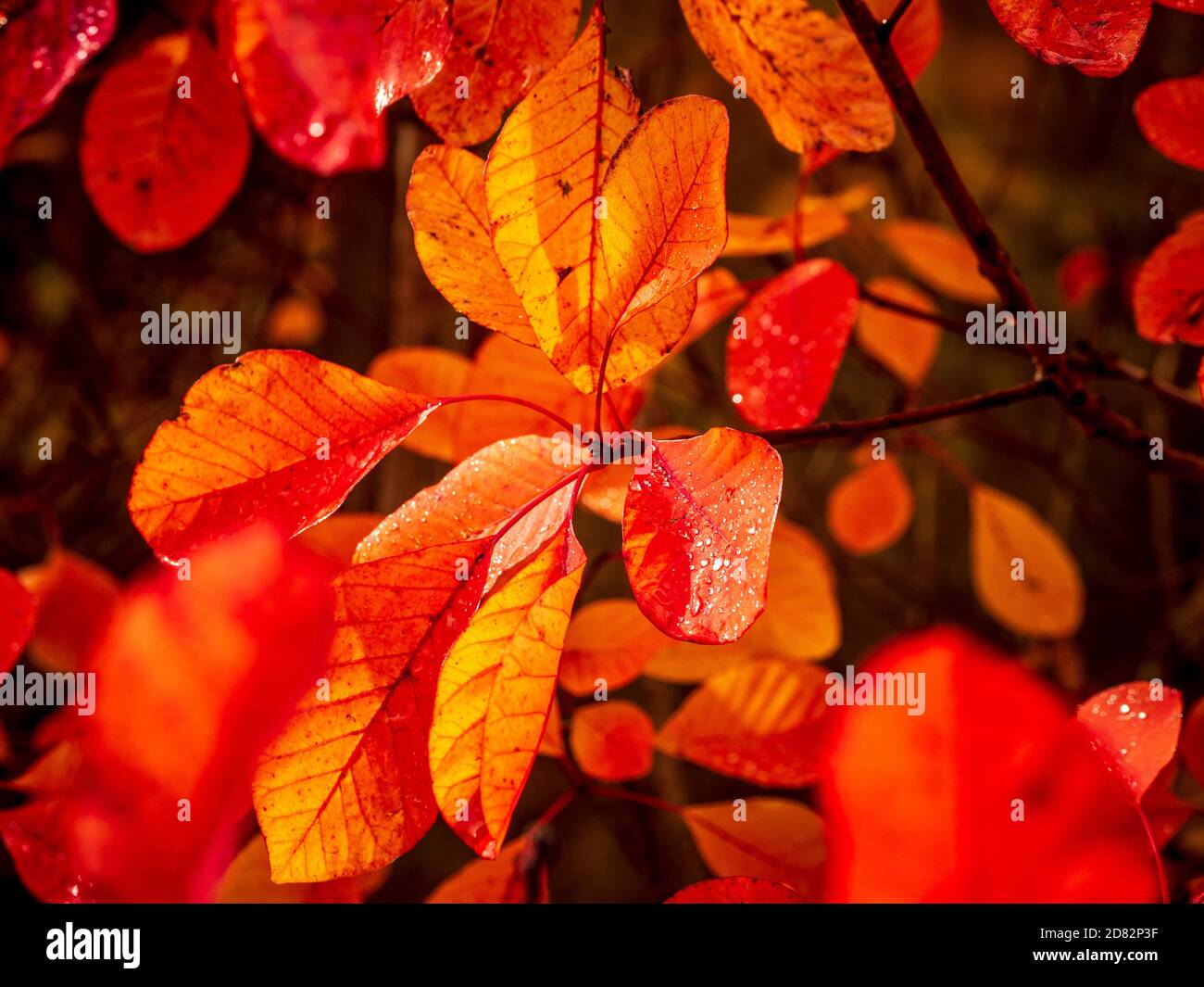 Closeup of the red and orange leaves of the deciduous shrub Cotinus Flame. Stock Photo