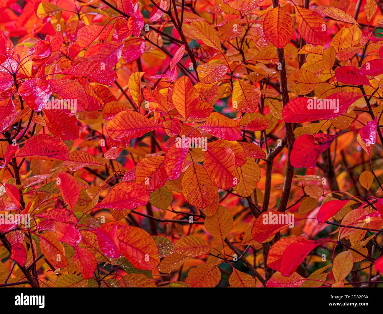 Closeup of the red and orange leaves of the deciduous shrub Cotinus Flame. Stock Photo