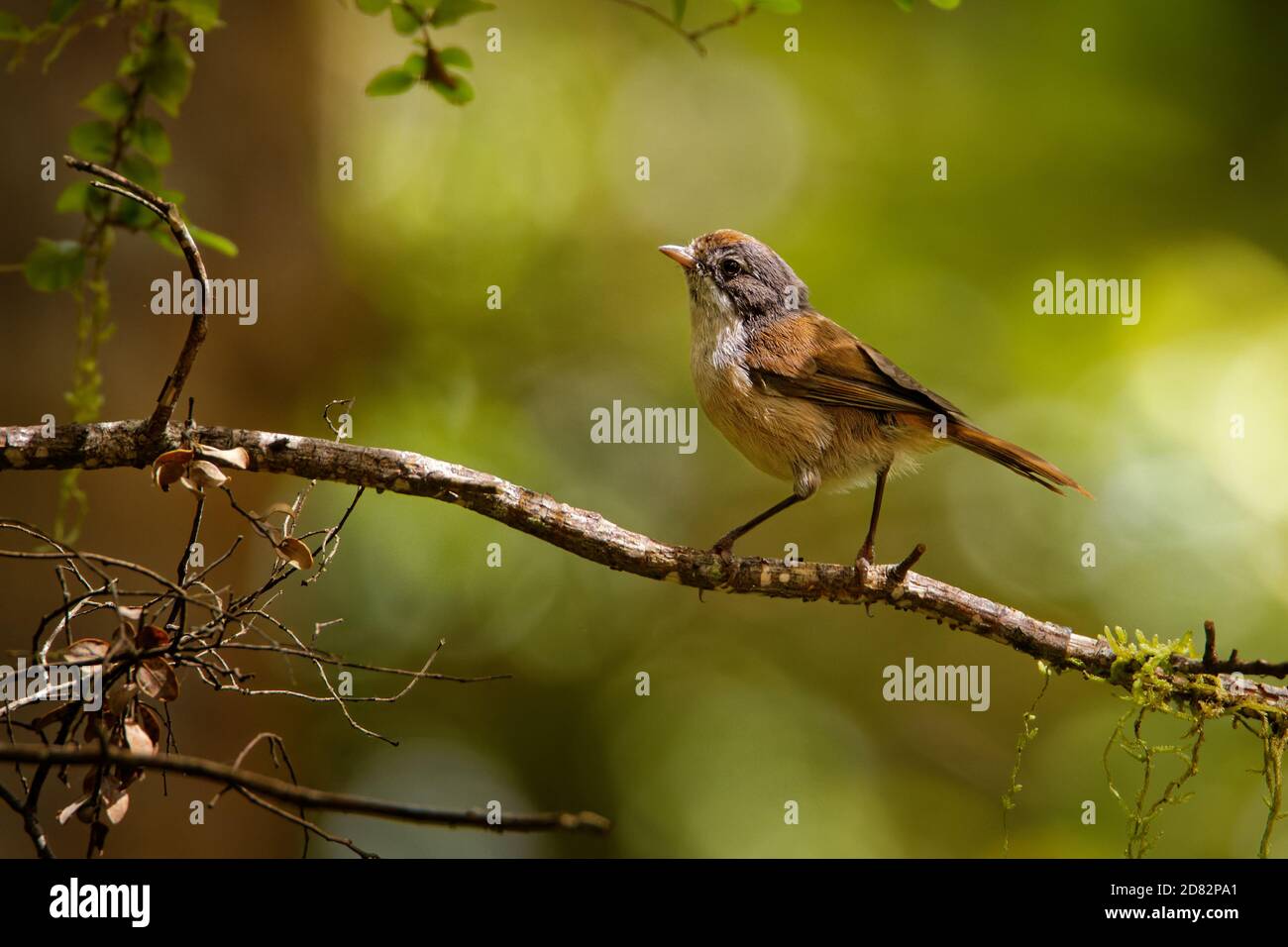Brown and grey bird hi-res stock photography and images - Alamy