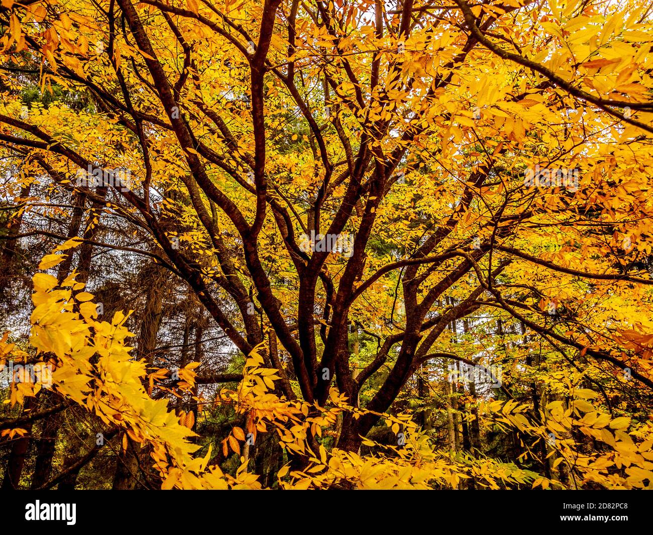 Golden leaves of the deciduous tree Zelkova Serrate in Autumn. Stock Photo