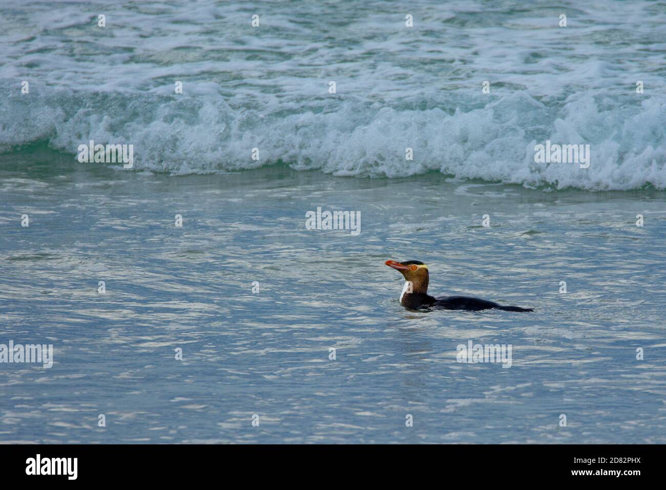 Yellow-eyed penguin - hoiho - Megadyptes antipodes, breeds along the eastern and south-eastern coastlines of the South Island of New Zealand, Stewart Stock Photo