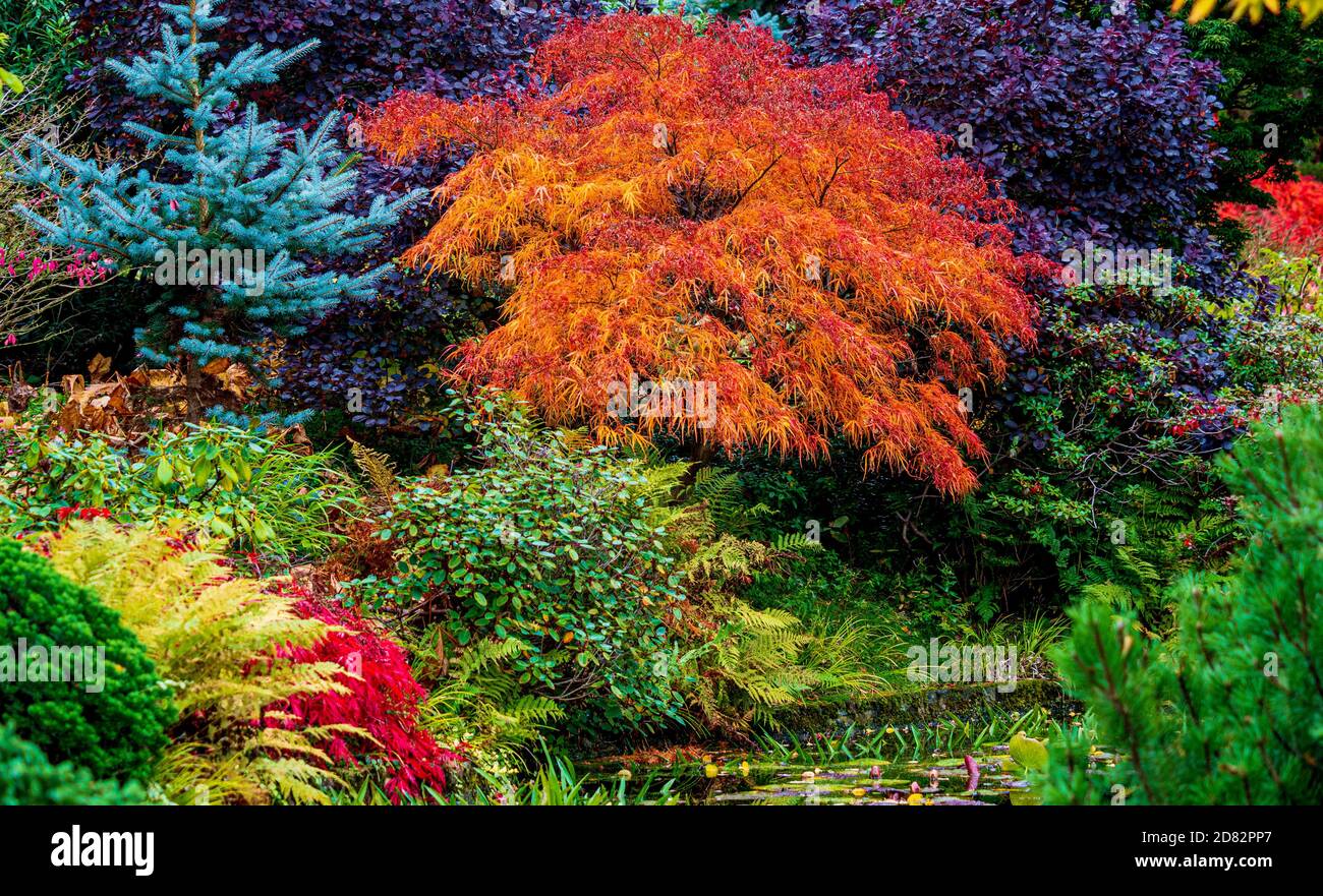 Autumn colour palette of evergreen and deciduous trees growing in a UK