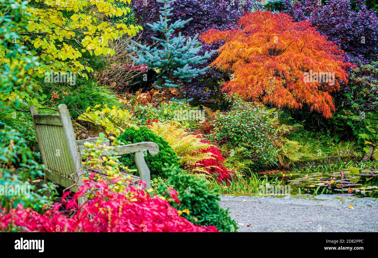 Autumn colour palette of evergreen and deciduous trees growing in a UK garden. Stock Photo
