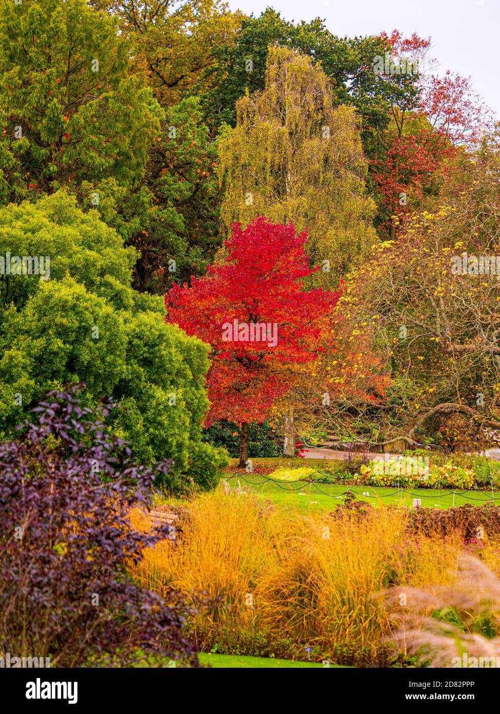 Evergreen trees garden uk hi-res stock photography and images - Alamy