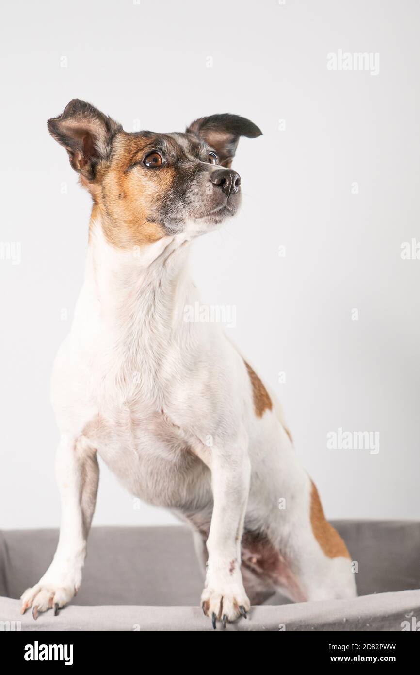 Jack russell stubborn 2025