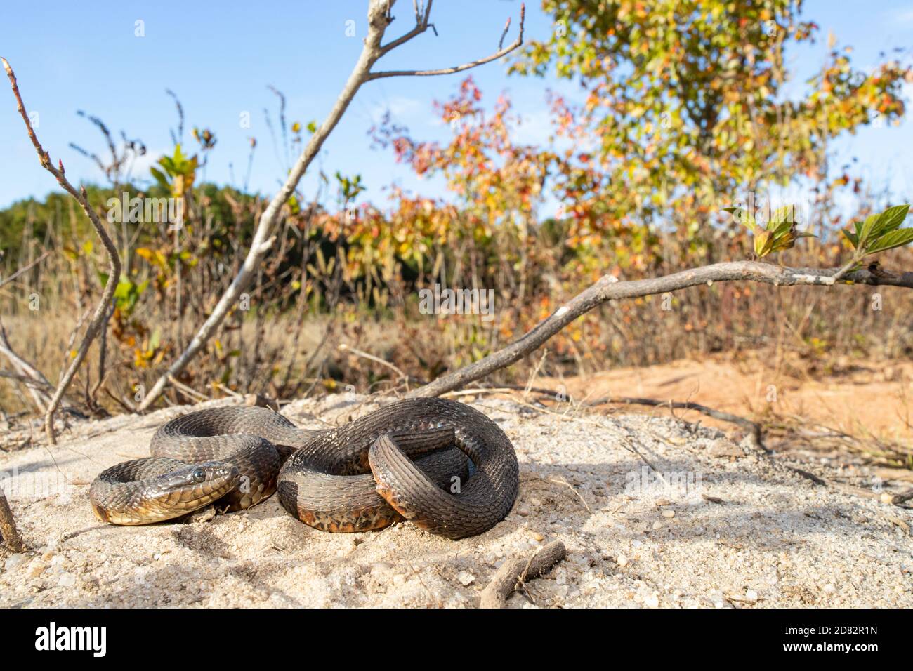 Northern water snake - Nerodia sipedon sipedon Stock Photo