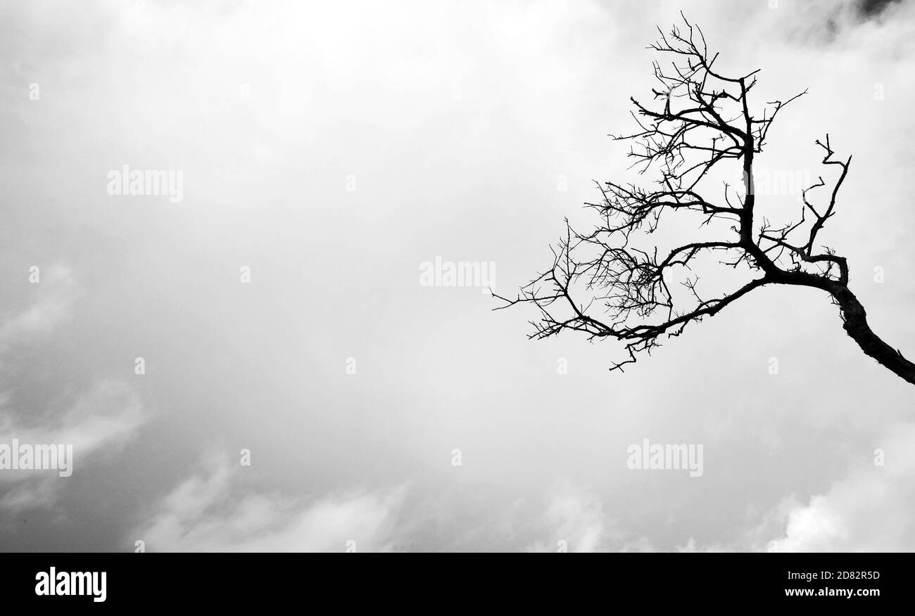 A ragged old dead barren tree stump and branches reaching up into a gloomy ominous sky with peak of blue behind. Clouds and spooky silhouette of a tre Stock Photo