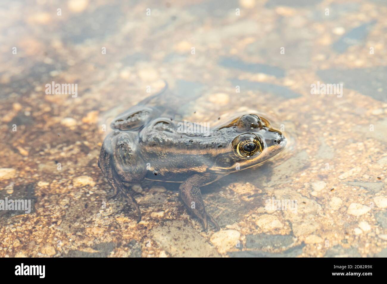 Carpenter frog in a pine barrens cranberry bog - Lithobates virgatipes Stock Photo