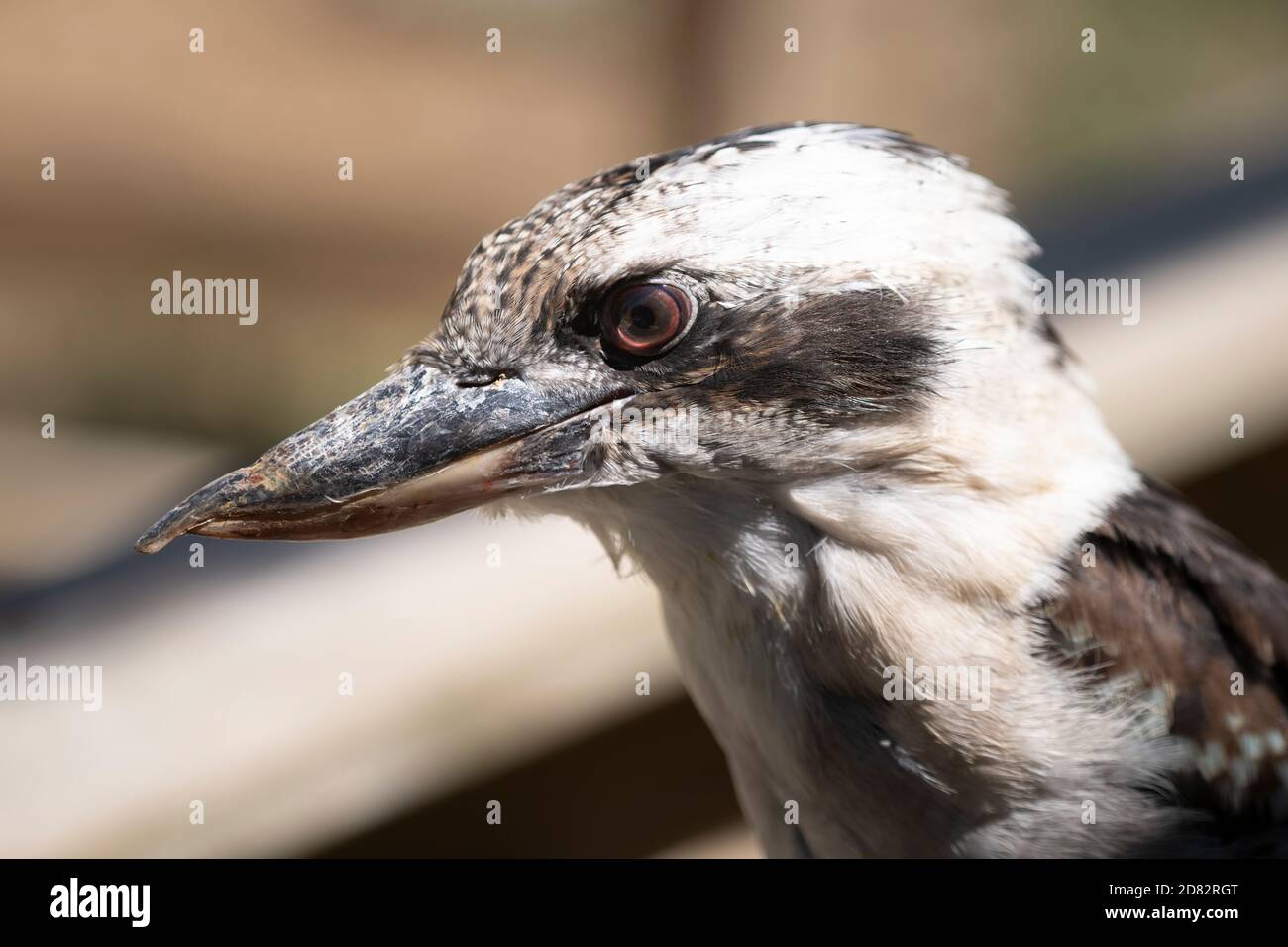 Close up on a Australian Kookaburra face Stock Photo