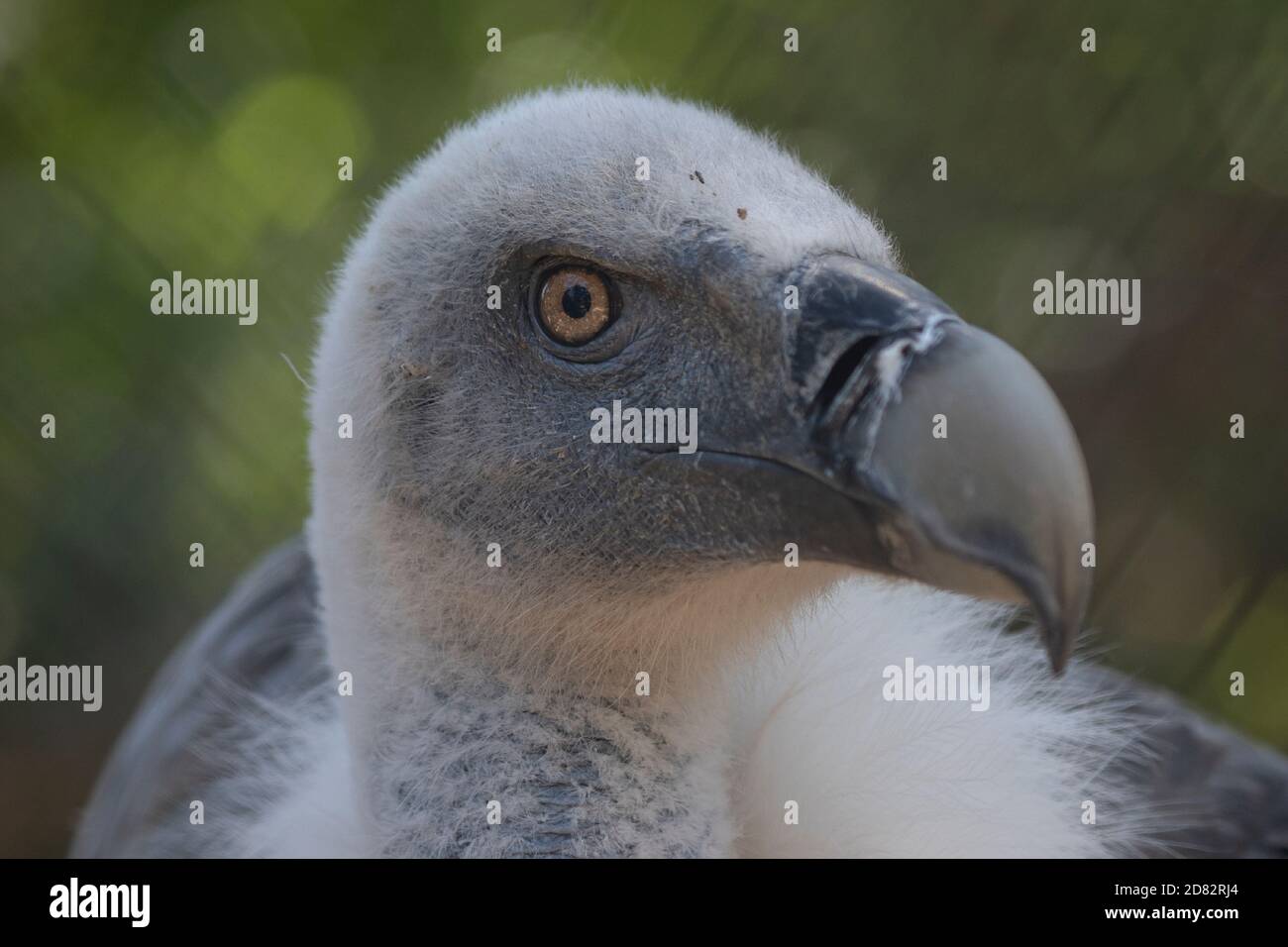 Scary Griffon vulture face, close up with piercing eyes Stock Photo