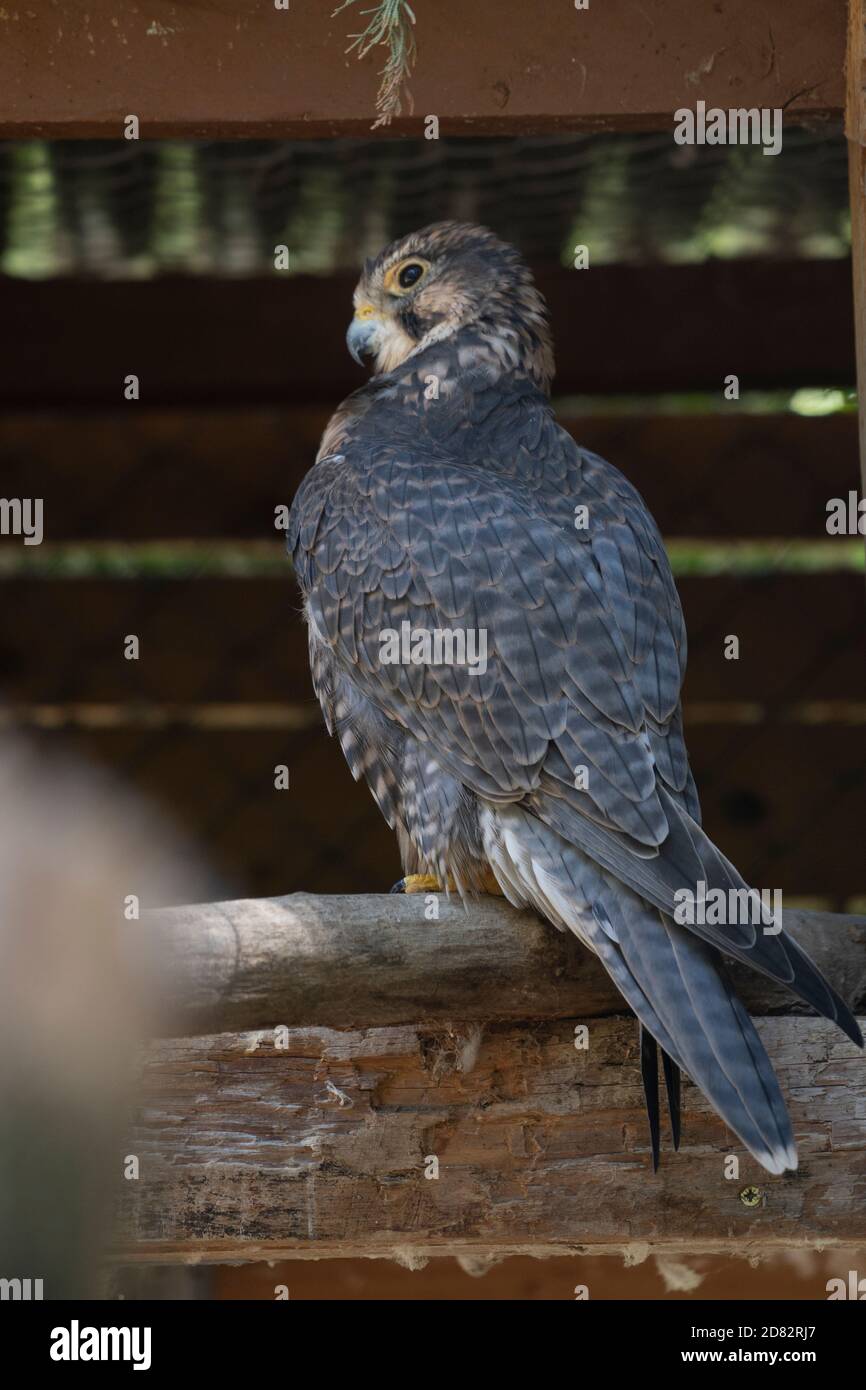 Majestic Peregrine falcon perching on a wood log looking away Stock Photo