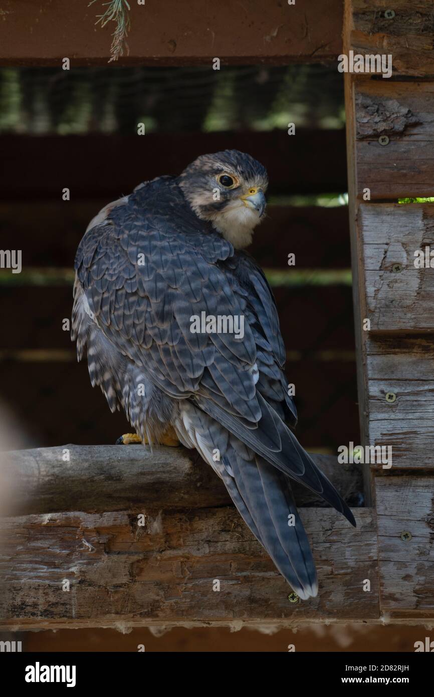 Majestic Peregrine falcon on a wood log turning his head fully Stock Photo
