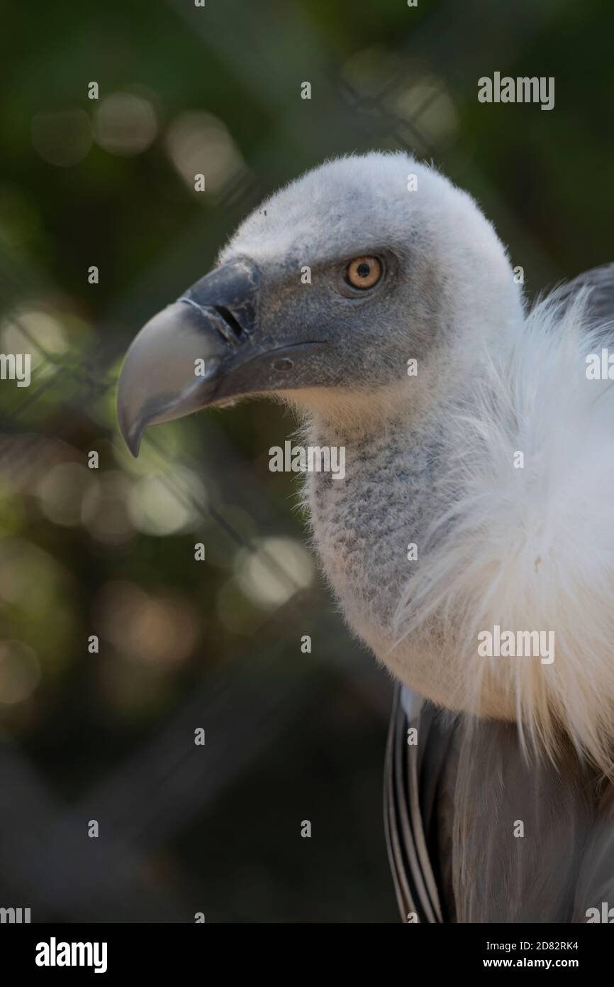Beautiful side view of a Majestic Griffon vulture, looking at you Stock Photo
