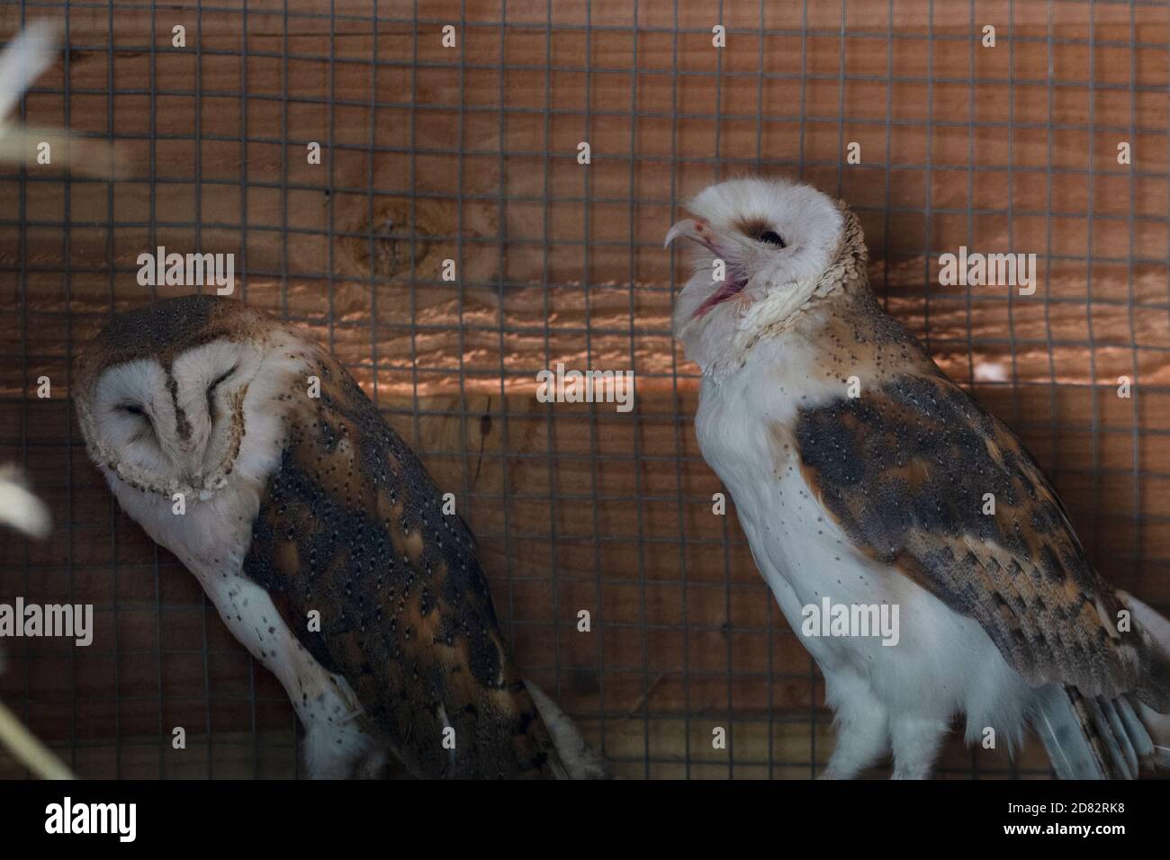 Barn owl couple in a cage, opens the beak wide, cannot stop yawning