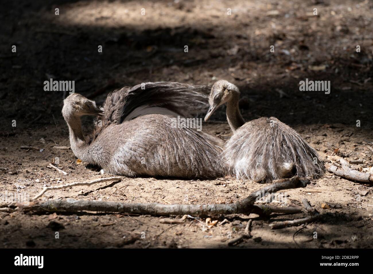 Baby rheas in the forest shadow, lying on ground and cleaning feather Stock Photo