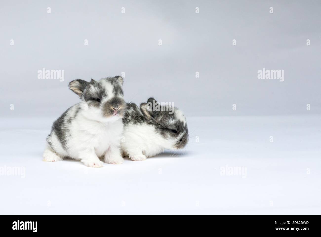 Two Baby Bunnies on White Background Stock Photo
