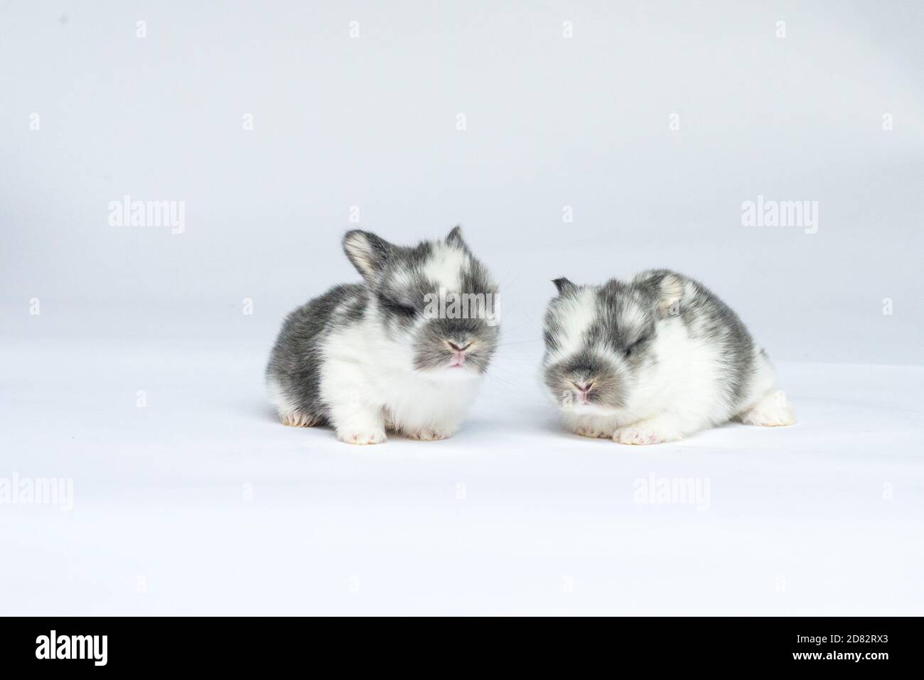 Two Baby Bunnies Sitting Together Stock Photo Alamy