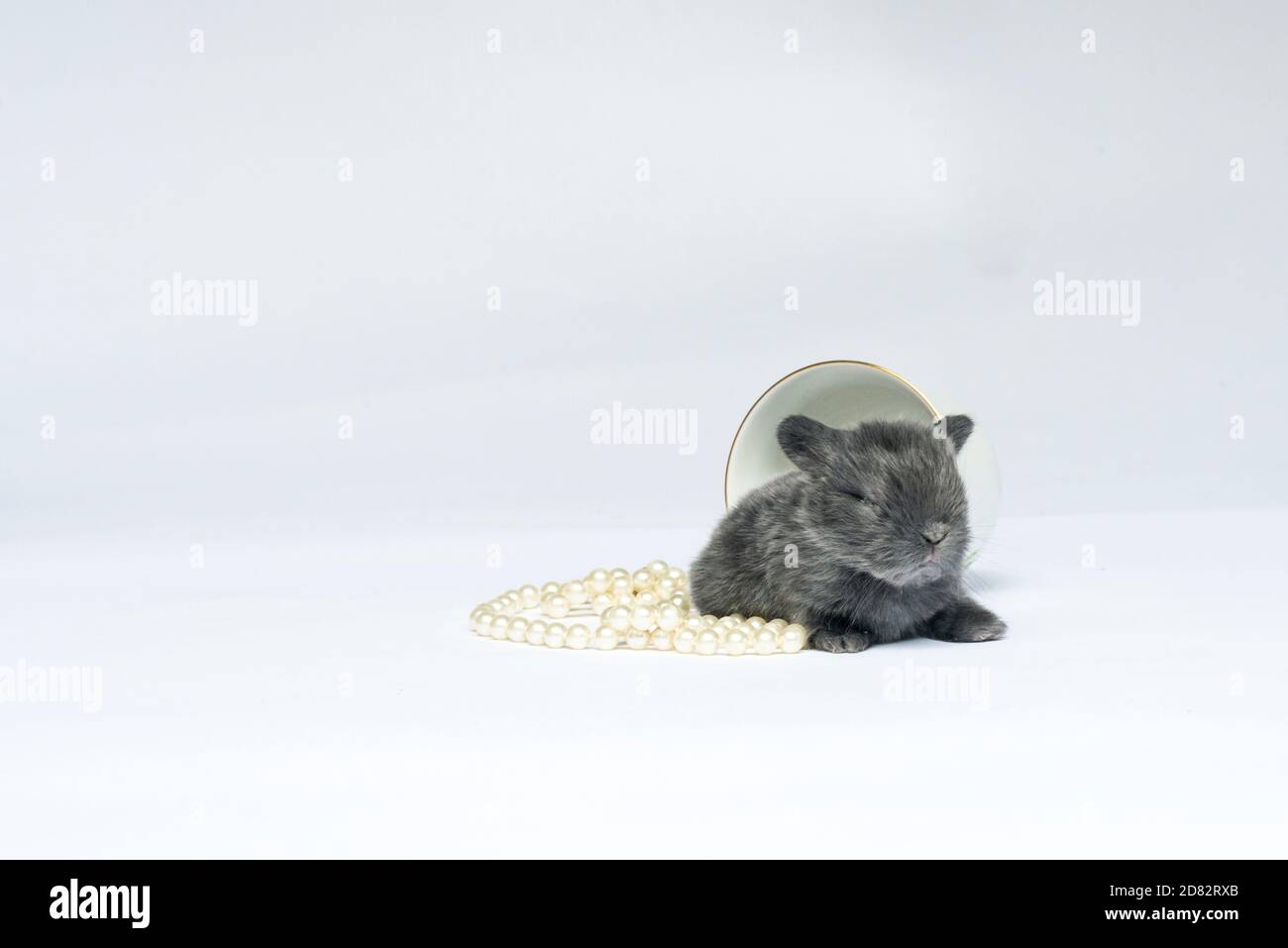 Teacup chinchilla best sale