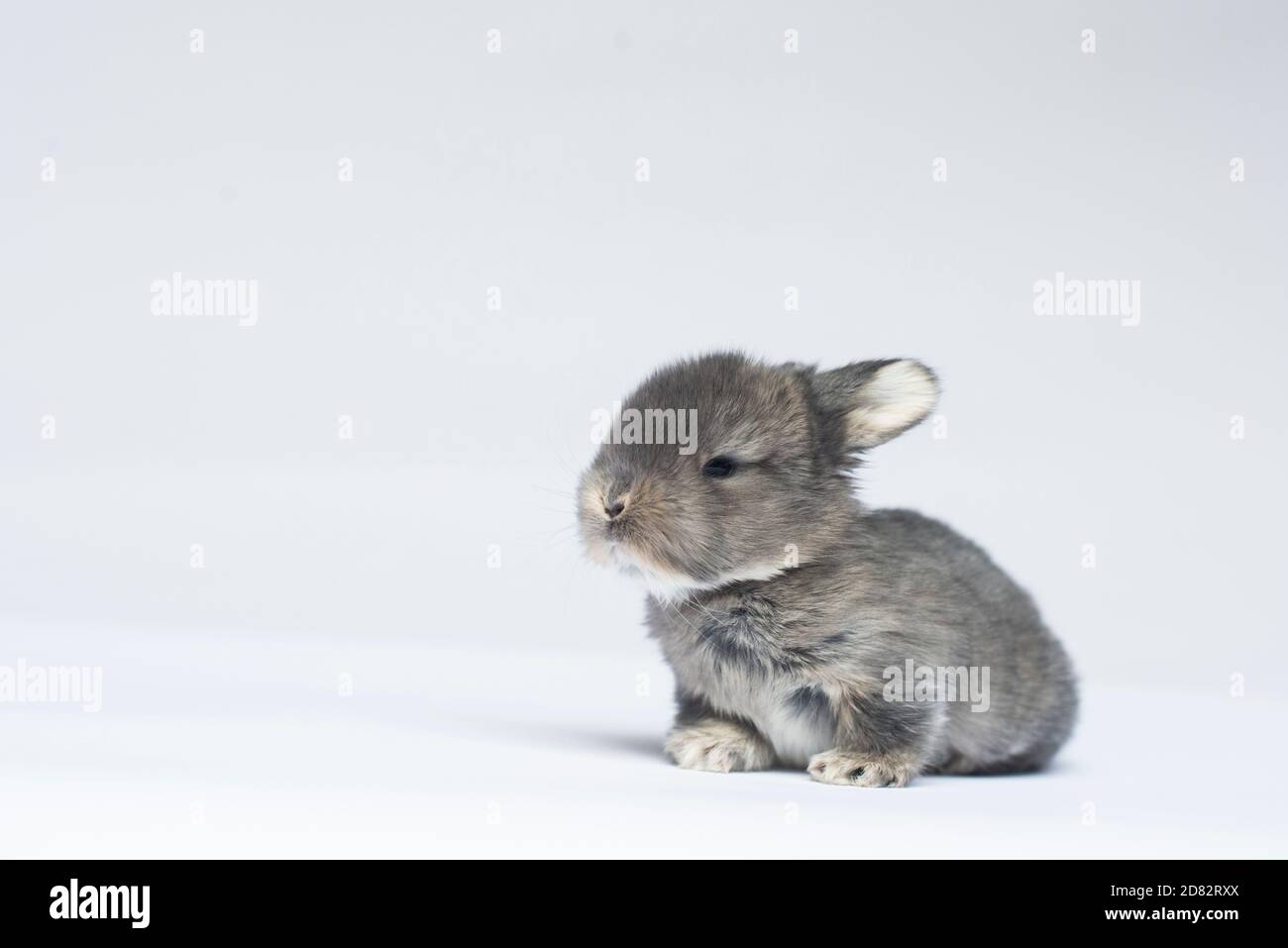 Gray Baby Bunning Sitting on White Background Stock Photo