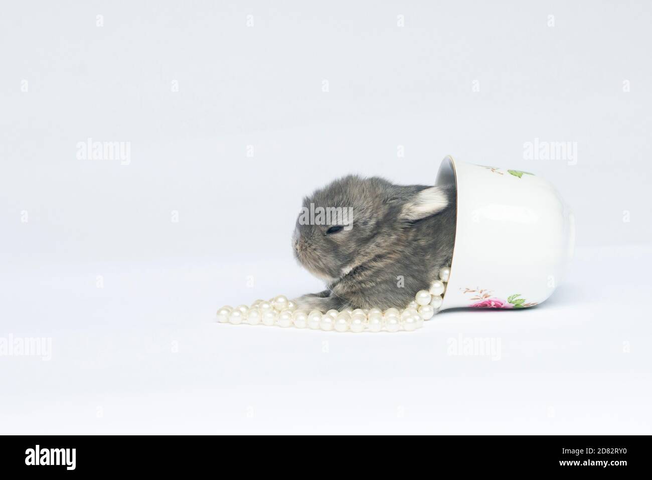 Baby Bunny in a Teacup by Pearls Stock Photo Alamy