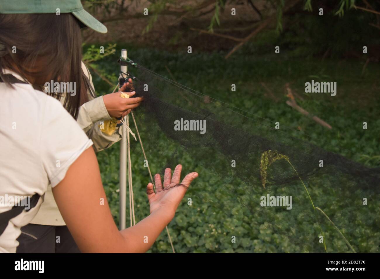 Instalation of fog net/mist net Stock Photo Alamy