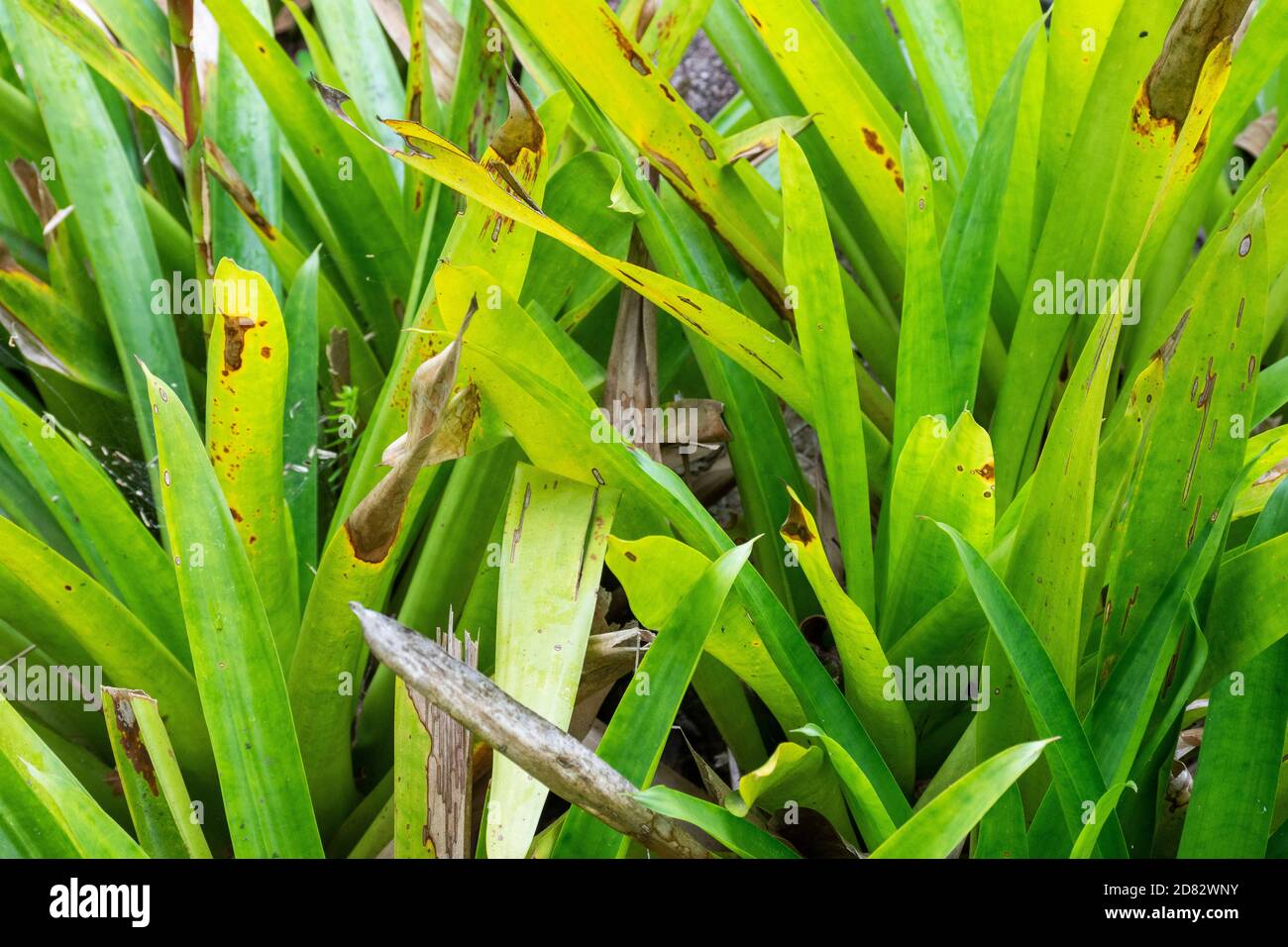 Beautiful detail of green bromeliad plants in the rainforest, in Serrinha Ecological Reserve, Rio de Janeiro, Brazil Stock Photo