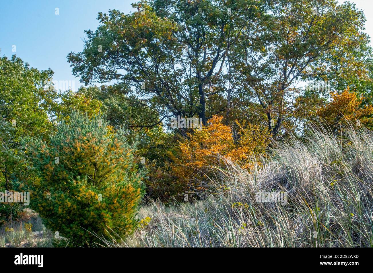 Changing leaves on a crisp fall day on the dunes of Lake Michigan in